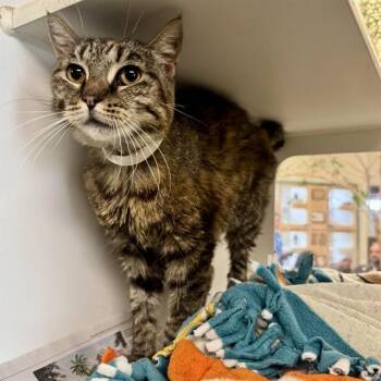 FELISHA -  Domestic Short Hair Cat for Adoption in Riverside, California - FELISHA | PetCurious