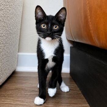 Finn Bay Tuxedo Cutie -  Tuxedo and Domestic Short Hair Cat for Adoption in Friendswood, Texas - Finn Bay Tuxedo Cutie | PetCurious