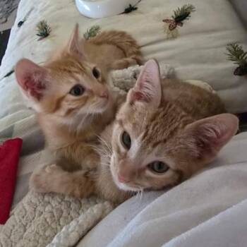 Ralphie Scarborough -  Domestic Short Hair Cat for Adoption in Eagle Mountain, Utah - Ralphie Scarborough | PetCurious