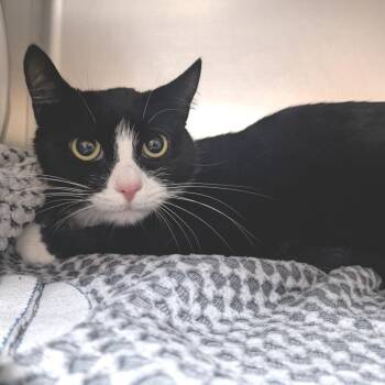 Domestic Short Hair Cats Available for Adoption in Providence, Rhode Island - Matilda | PetCurious