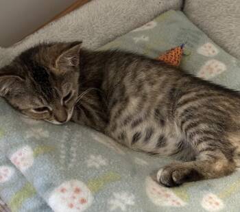 Lucy -  Domestic Short Hair Cat for Adoption in Greenville, North Carolina - Lucy | PetCurious