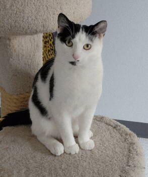 Rescue Domestic Short Hair Cats for Adoption in Montello, Wisconsin - Filbert | PetCurious