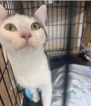 Willow -  American Shorthair Cat for Adoption - Willow | PetCurious