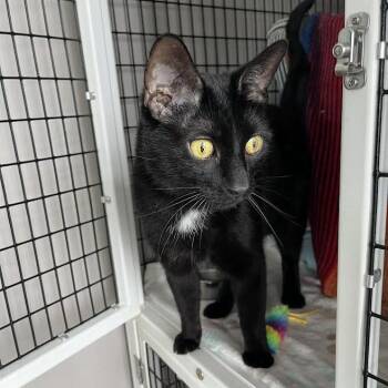 Domestic Short Hair Cats Available for Adoption in Chicago, Illinois - Riku | PetCurious