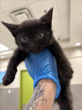 OLIVIA -  Domestic Short Hair Cat for Adoption in Las Vegas, Nevada - OLIVIA | PetCurious