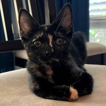 Rescue Domestic Short Hair Cats for Adoption in Fort Worth, Texas - Vada | PetCurious