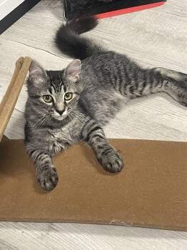 Jeff -  Domestic Short Hair Cat for Adoption in Chuckey, Tennessee - Jeff | PetCurious