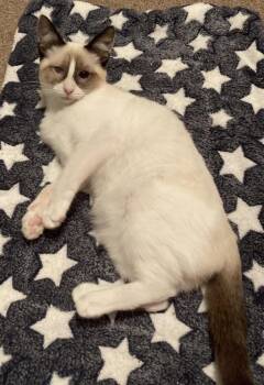 Bronze -  Siamese and Snowshoe Cat for Adoption in Cuyahoga Falls, Ohio - Bronze | PetCurious