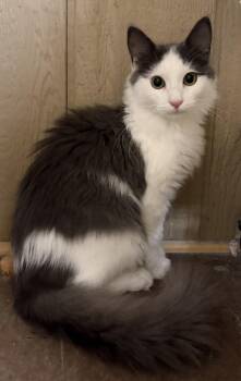 Buzz -  Domestic Short Hair Cat for Adoption in Mechanicsburg, Pennsylvania - Buzz | PetCurious