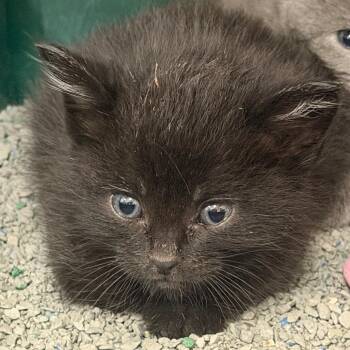 Firefly -  Domestic Short Hair Cat for Adoption in Indianapolis, Indiana - Firefly | PetCurious