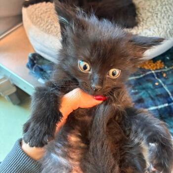 Pickles -  Domestic Short Hair Cat for Adoption in Norman, Oklahoma - Pickles | PetCurious
