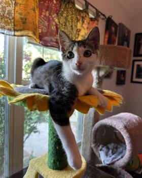 Fritter -  Domestic Short Hair Cat for Adoption in Nacogdoches, Texas - Fritter | PetCurious