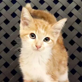 Cheetah -  Domestic Medium Hair Cat for Adoption in Midland, Texas - Cheetah | PetCurious