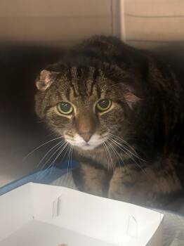 Kobe -  Domestic Medium Hair Cat for Adoption in Greenfield, Indiana - Kobe | PetCurious
