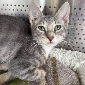 Chocolate -  Domestic Short Hair Cat for Adoption in Sarasota, Florida - Chocolate | PetCurious