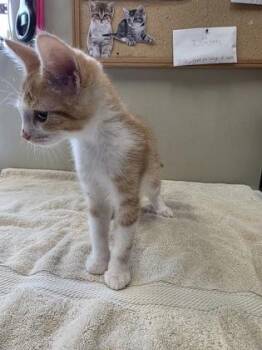 Tagalong -  Domestic Short Hair Cat for Adoption in Fishers, Indiana - Tagalong | PetCurious