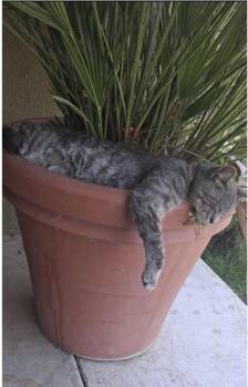 Beto -  Domestic Short Hair Cat for Adoption in San Diego, California - Beto | PetCurious