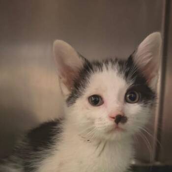 Gargoyle -  Domestic Short Hair Cat for Adoption in Bristol, Indiana - Gargoyle | PetCurious