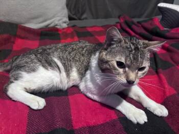 Buddy -  Tabby and Domestic Short Hair Cat for Adoption in Phoenix, Arizona - Buddy | PetCurious