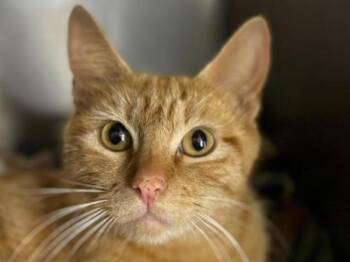 Domestic Short Hair Cats Available for Adoption in Portland, Oregon - Cinnamon Swirl | PetCurious