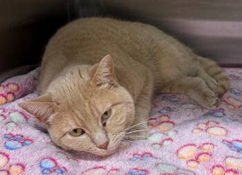 Domestic Short Hair Cats Available for Adoption - Helix | PetCurious