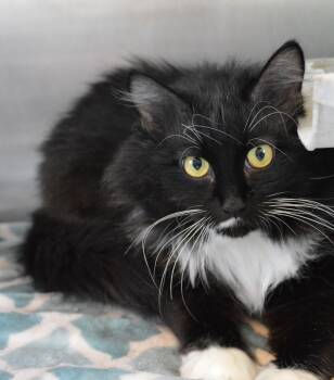 Jaycee -  Domestic Long Hair Cat for Adoption - Jaycee | PetCurious