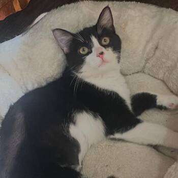 Tammy -  Domestic Short Hair Cat for Adoption in Woodbury, New Jersey - Tammy | PetCurious