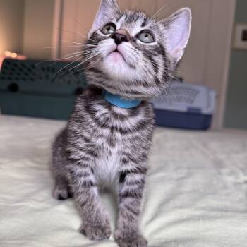 Domestic Short Hair Cats Available for Adoption in South Euclid, Ohio - Blueberry Muffin | PetCurious