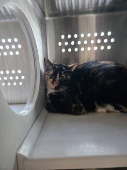 Rescue Domestic Short Hair Cats for Adoption in Dearborn, Michigan - Romy | PetCurious