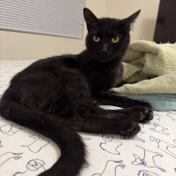 Domestic Medium Hair Cats Available for Adoption in Mineral Point, Wisconsin - Ink | PetCurious