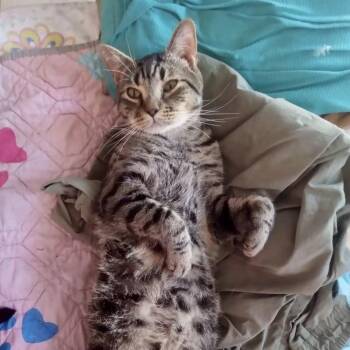 Tiger -  Domestic Short Hair Cat Available for Adoption in Westhampton, New York - Tiger | PetCurious