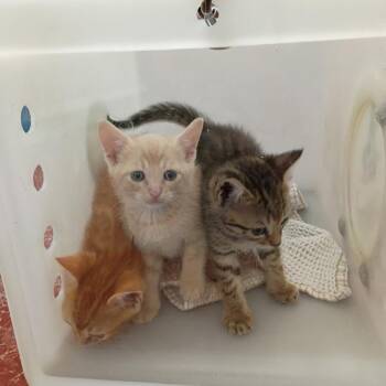 Tres -  Domestic Short Hair Cat for Adoption in Columbus, Georgia - Tres | PetCurious
