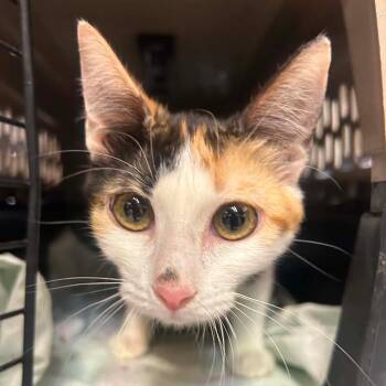 Ann Arbor -  Domestic Short Hair Cat for Adoption in Hemet, California - Ann Arbor | PetCurious