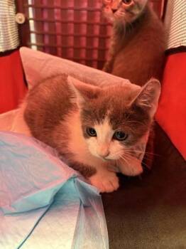 Rescue Domestic Short Hair Cats for Adoption in El Paso, Texas - Blanche Deveraux | PetCurious