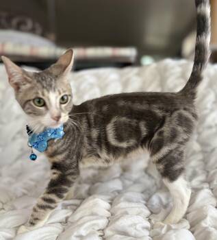 Noah -  Domestic Short Hair Cat for Adoption in Villa Park, California - Noah | PetCurious