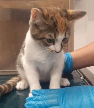 Lulu -  Domestic Short Hair Cat for Adoption in Gastonia, North Carolina - Lulu | PetCurious