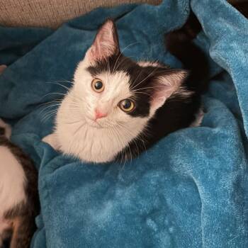 Maddie -  Domestic Short Hair Cat for Adoption - Maddie | PetCurious