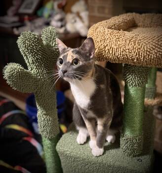 Rescue Domestic Short Hair Cats for Adoption in Fort Worth, Texas - Sha