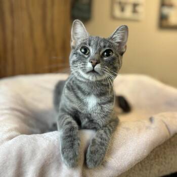 Chorus--In Foster -  Domestic Short Hair Cat for Adoption in Fargo, North Dakota - Chorus--In Foster | PetCurious