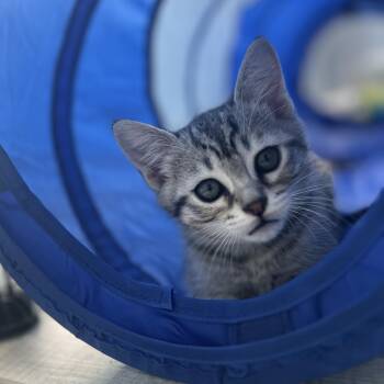 Domestic Short Hair Cats Available for Adoption in New Bern, North Carolina - Juno | PetCurious