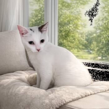 Bon Bon 4432 -  Domestic Short Hair Cat for Adoption in Dallas, Texas - Bon Bon 4432 | PetCurious