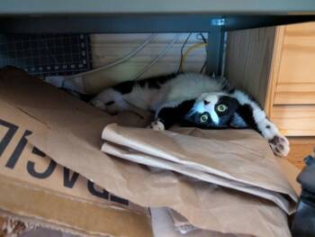 Halle -  Domestic Short Hair Cat for Adoption - Halle | PetCurious