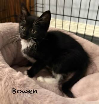 Domestic Short Hair Cats Available for Adoption in Pawleys Island, South Carolina - Bowen | PetCurious