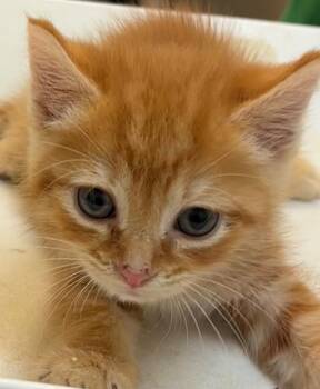Domestic Short Hair Cats Available for Adoption in Elizabethton, Tennessee - GAMMA | PetCurious