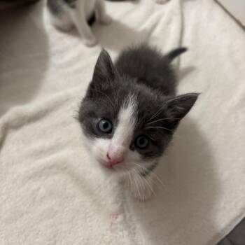 Everett -  Domestic Short Hair Cat for Adoption - Everett | PetCurious