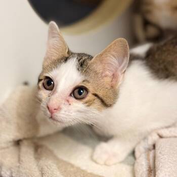 Keren -  Domestic Short Hair Cat for Adoption in Cumming, Georgia - Keren | PetCurious