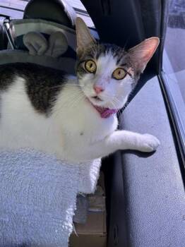 SNOWBALL -  Domestic Short Hair Cat for Adoption in San Antonio, Texas - SNOWBALL | PetCurious