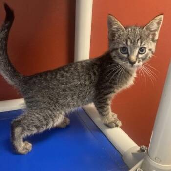 Lip -  Domestic Short Hair Cat for Adoption in Janesville, Wisconsin - Lip | PetCurious