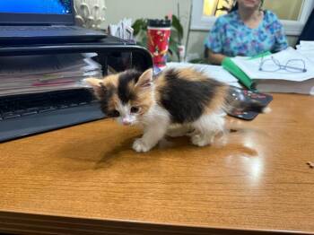 Katniss -  Calico and Domestic Long Hair Cat for Adoption in San Antonio, Texas - Katniss | PetCurious
