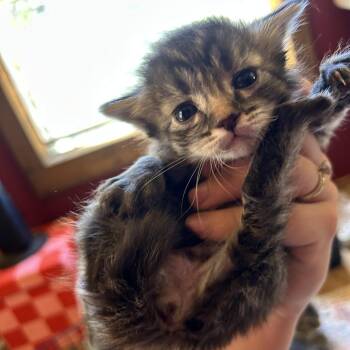 Chip -  Domestic Long Hair Cat for Adoption in Durango, Colorado - Chip | PetCurious